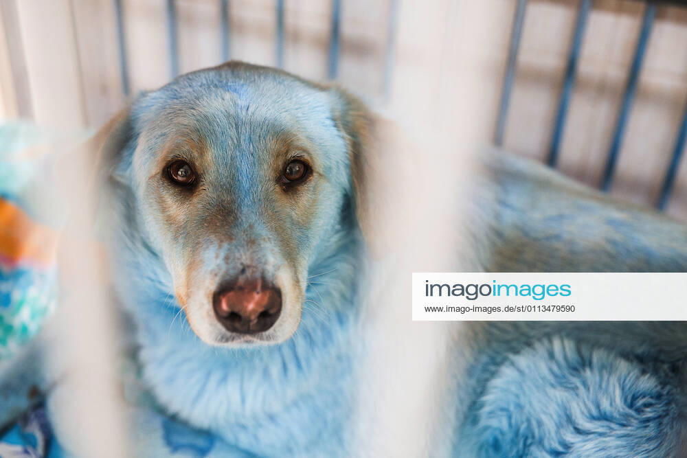 A dog at the Zoozashchita-NN veterinary clinic. On February 13, 13 stray dogs with bright blue fur were found and caught at the Dzerzhinskoye Steklo Dzerzhinsk Glass factory producing acrylic glass and prussic acid in the city of Dzerzhinsk. The dogs fur tested positive for the Prussian blue pigment; now the dogs are under supervision at the Zoozashchita-NN vet clinic in Nizhny Novgorod. Mikhail Solunin TASS TS0F7399