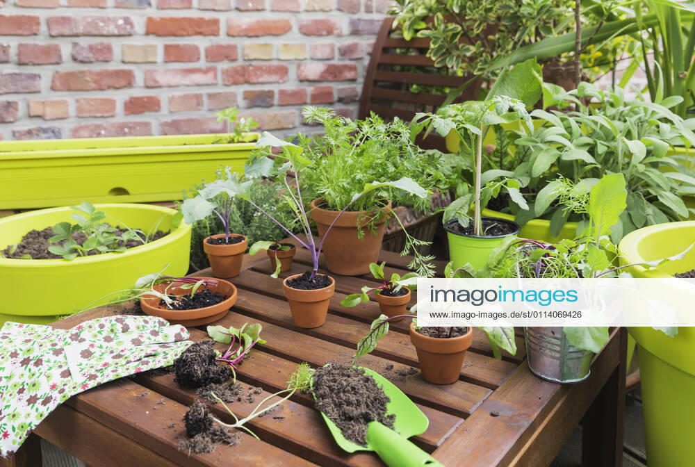 Assorted potted plants and gardening tools on balcony property released GWF06825