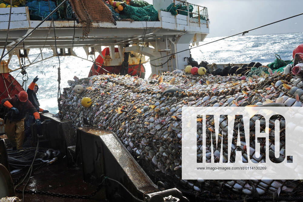 IMAGO Creative, Unsere Erde, Umweltverträgliche Herausforderungen des 21. Jahrhunderts, Überfischung Deep-sea fishing in the Norwegian Sea on board the trawler Grande Hermine in 2011 Deep-sea fishing in the Norwegian Sea on board the trawler Grande Hermine in 2011. La Grande Hermine, factory trawler operated by Compagnie des Peches Saint-Malo (Brittany, north-western France). Trawling net containing fish caught in the North Atlantic Ocean: cod Europe; Northern Europe; Norway