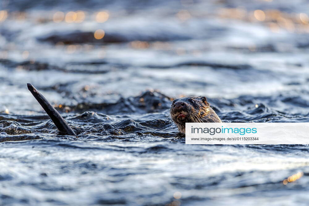 Otter (Lutra lutra) fishing in Dalalven, Farnebofjarden National Park, Sweden. Färnebofjärdens nationalpark SWEDEN