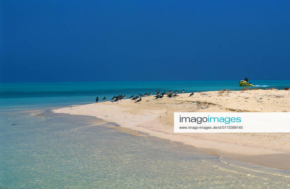 Beach, Farasan Island, Red Sea, Saudi Arabia, Middle East GiorgioMesturini CuboImages 1028_14_GME1031