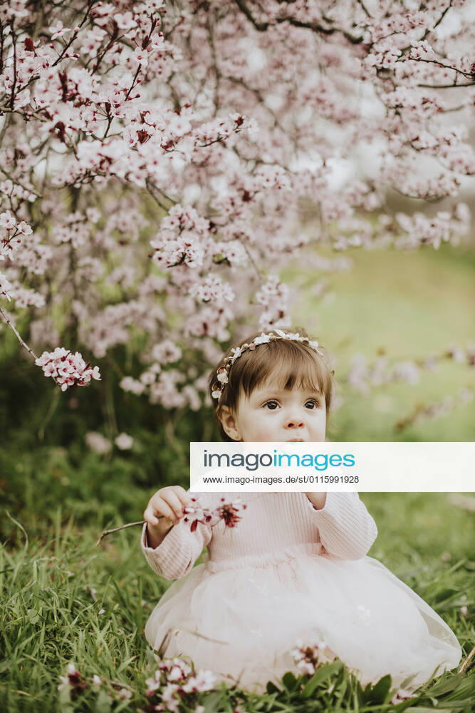 Baby girl playing with cherry tree flowers in springtime model released Symbolfoto GMLF01084