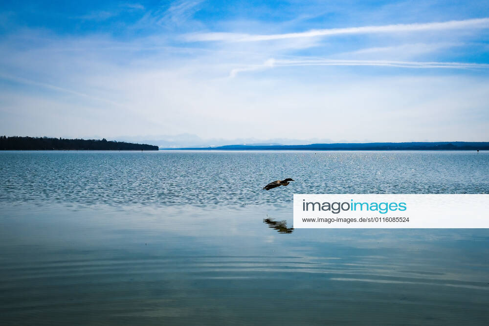 Spring weather at the Ammersee 25 03 2021 Ducks in spring weather at the shore of the Ammersee near Stegen Inning at the Ammersee Upper Bavaria looking towards the Alps Inning Bavaria Germany