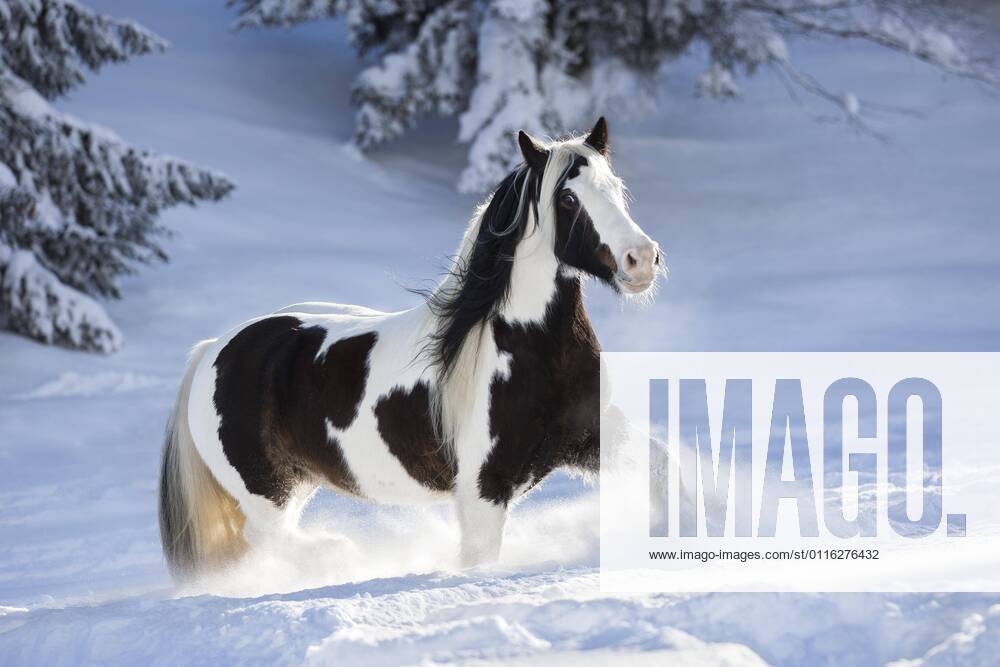 Pied Tinker mare runs in deep snow, Austria, Europe