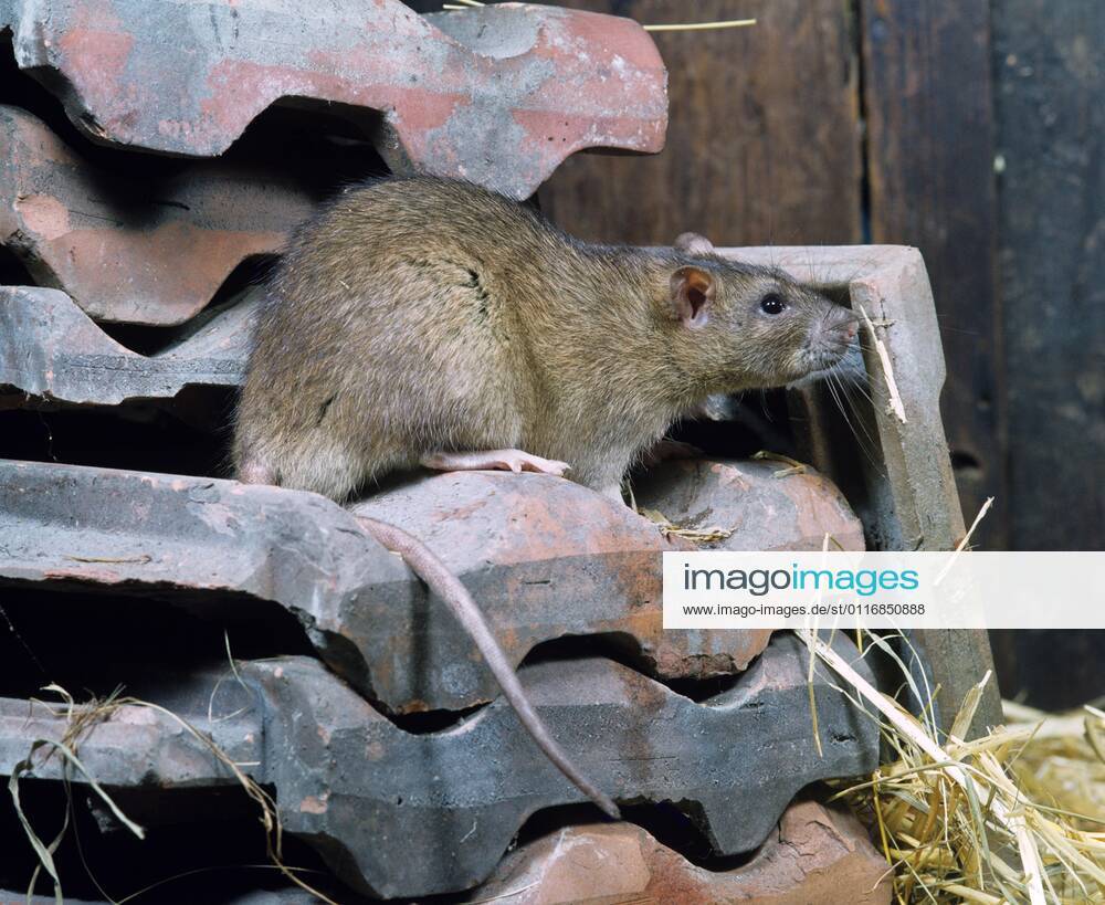 Norway rat Rattus norvegicus