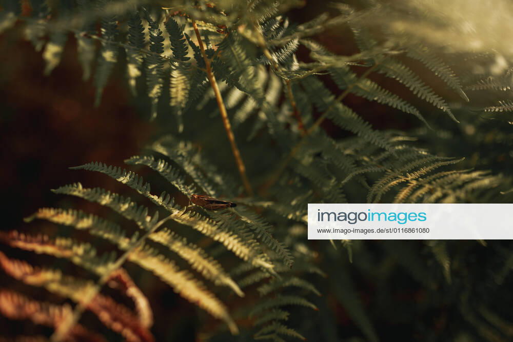 IMAGO Creative, Sommer, Schatten-Pl?tze bei Hitze Green leaves of fern plant growing in shadow in forest on sunny day