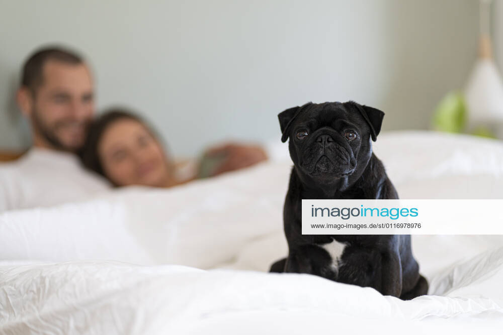 Pug dog sitting on bed while couple cuddling in background at home model released Symbolfoto property released SBOF03183