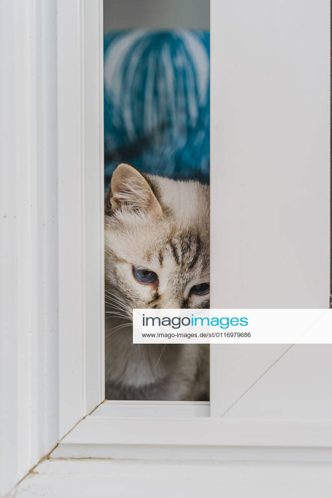 Domestic cat looking through window property released AFVF06315