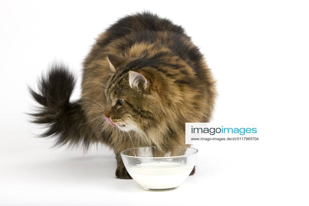 Angora domestic cat, male drinking milk against white background