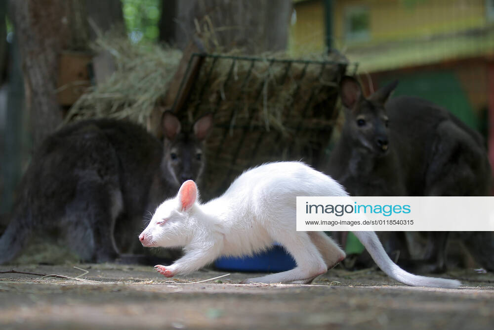 Albino baby kangaroo named Alisa in an enclosure at the Regina zoo at the Petrovsky residential complex in Kazan, the capital city of Russia s Tatarstan Republic. The baby was born to a Bennett s tree-kangaroo couple. Yegor Aleyev TASS TS100A63