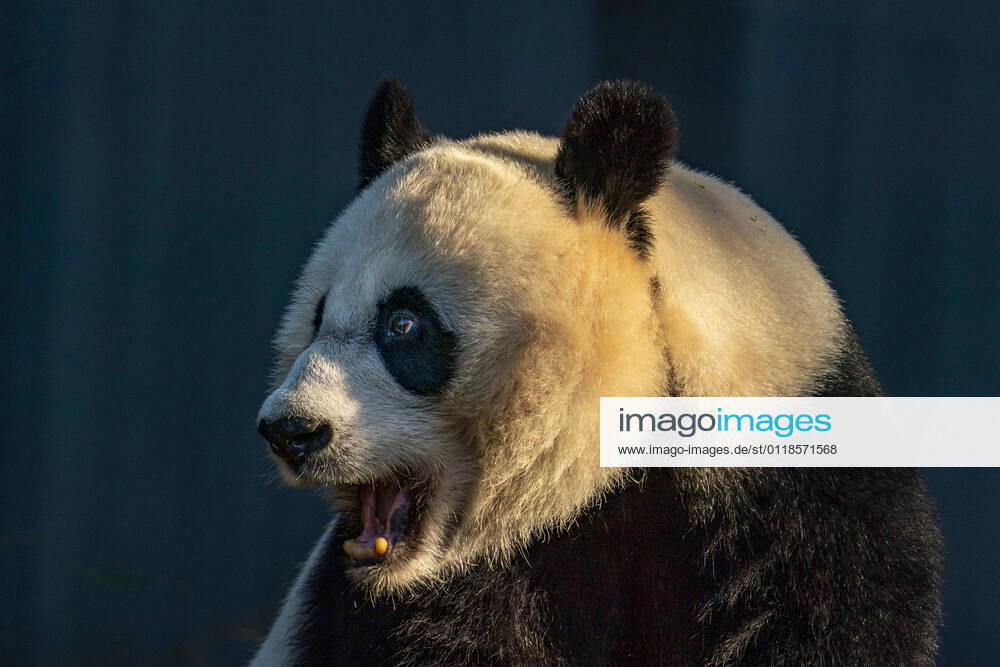 Mei Xiang, 22 year old female giant panda at the Smithsonian National Zoo in Washington, D.C. on Thursday, May 20, 2021. The Smithsonian National Zoo reopens to the public Friday since being close due to Covid-19. WAP20210520005 TASOSxKATOPODIS