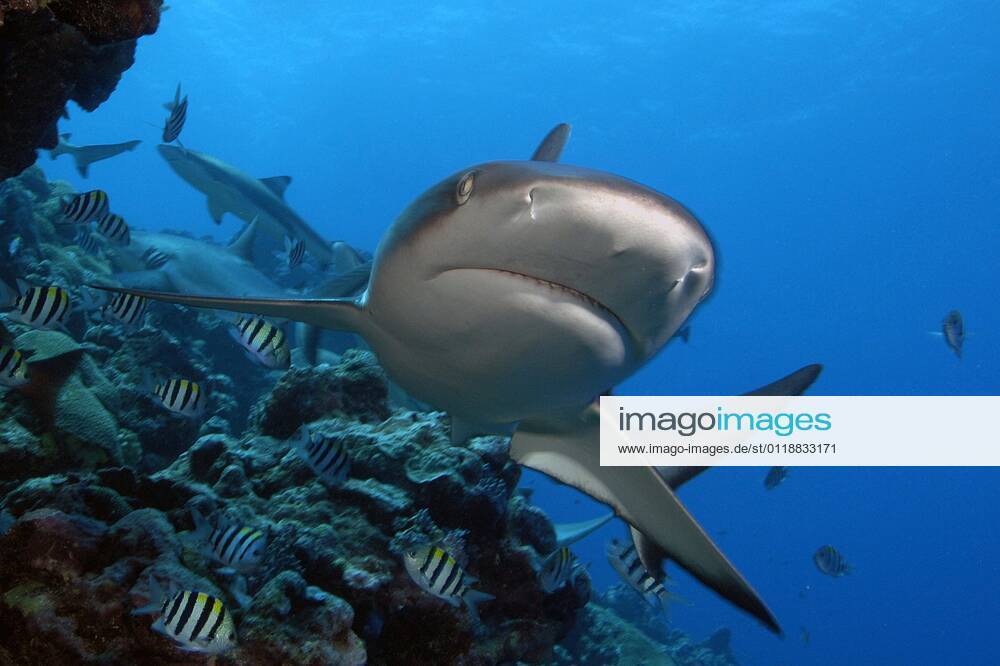 Grey reef shark Carcharhinus amblyrhynchos , Yap Carcharhinus menissorah , Longnose blacktail shark, Micronesia, Oceania