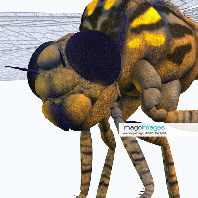 Meganeura was an insect dragonfly | IMAGO stock photo