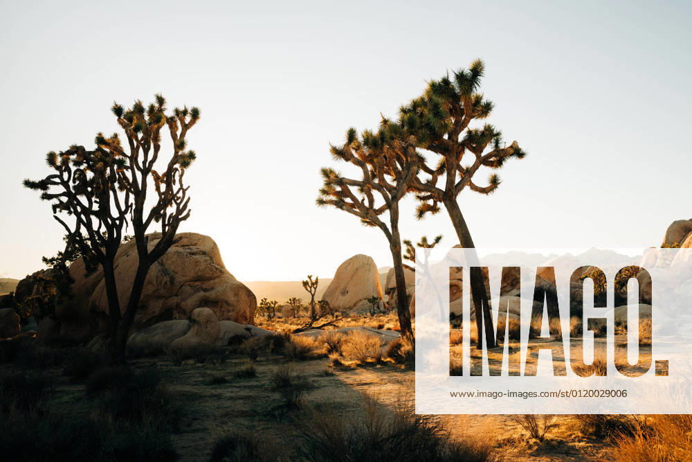 Landscape of growing yucca palm trees on dry land of tropical desert with mountains in sunset light in Joshua Tree National Park
