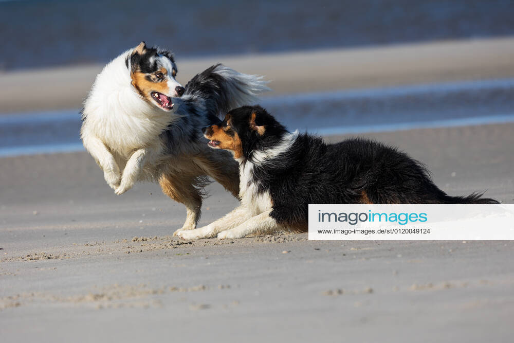 Germany, Sankt Peter Ording, two dogs romping on the beach