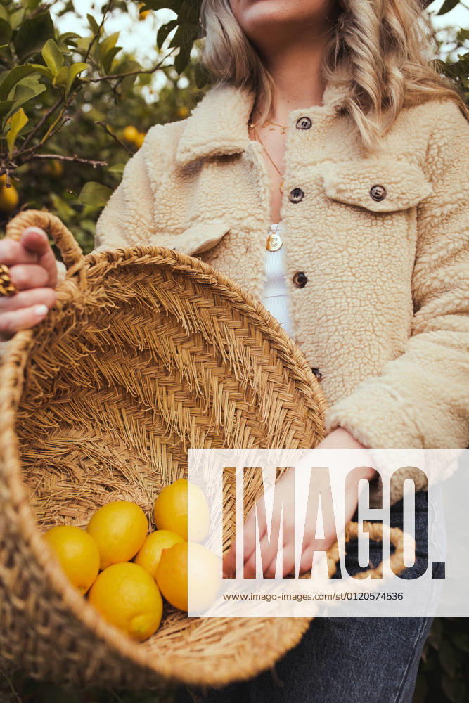 Low angle of crop anonymous female harvesting lemons between trees growing in orchard in countryside, Model released
