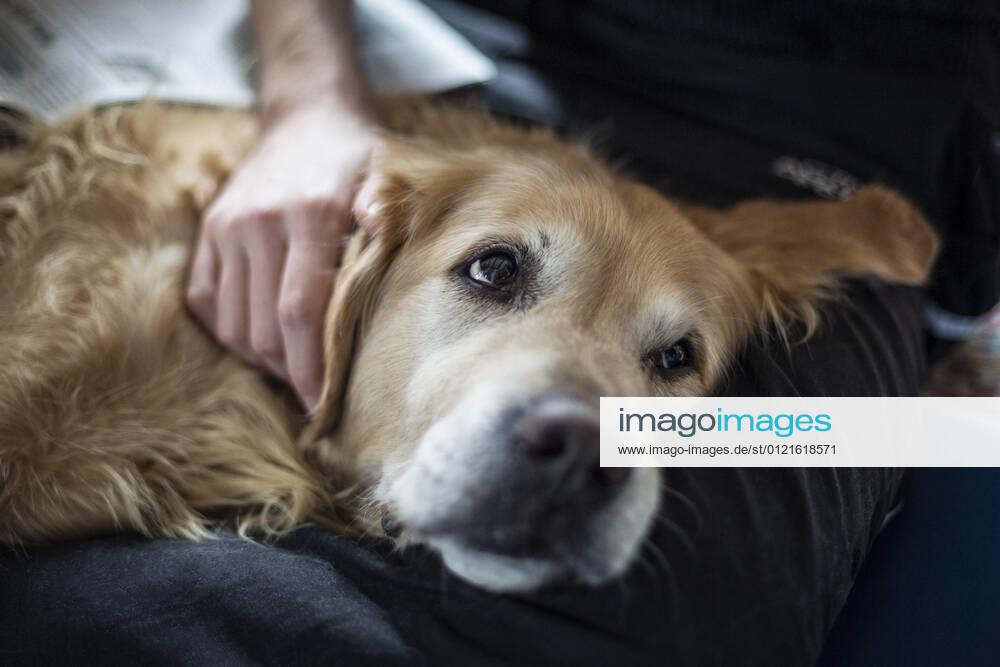Young man stroking tired golden retriever while relaxing on lap at home model released Symbolfoto property released MAMF01808