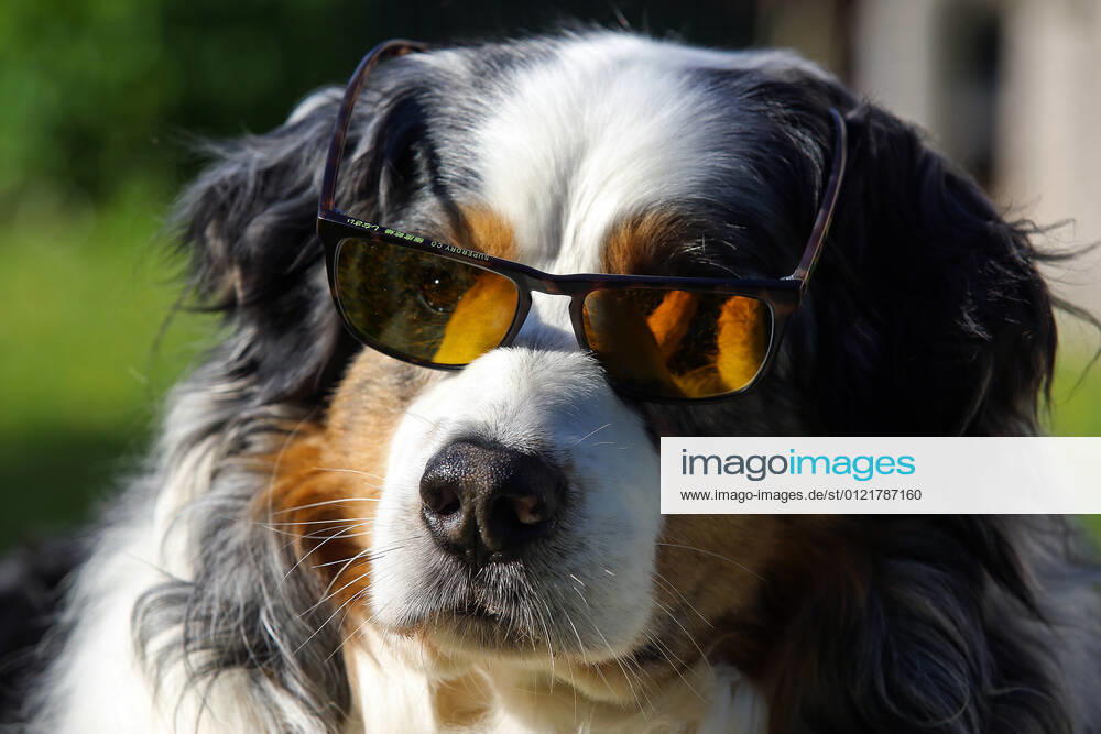 The heat wave is here, a dog Australian Shepherd , lying with sunglasses in the morning in the garden heat wave in Siegerland on 17 06 2021 in Siegen Germany