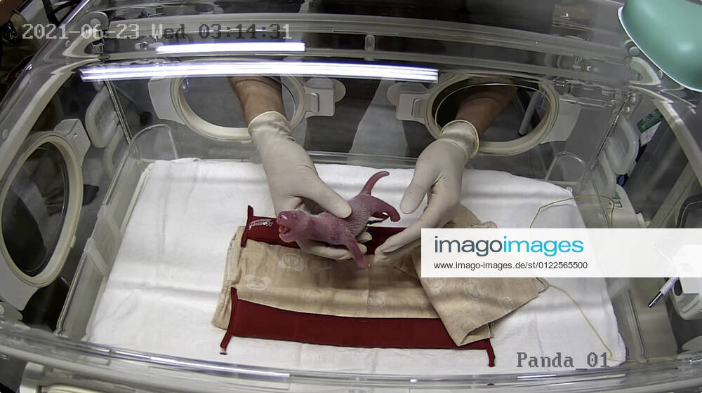 (210623) -- TOKYO, June 23, 2021 () -- A staff member takes care of a giant panda cub in an incubator at the Ueno Zoological Gardens in Tokyo, Japan, June 23, 2021. Popular giant panda Shin Shin has given birth to twin cubs at the Ueno Zoological Gardens in Tokyo, her first delivery in four years, local media reported Wednesday. (Tokyo Zoological Park Society Handout via ) JAPAN-TOKYO-PANDA CUBS-BIRTH xinhua