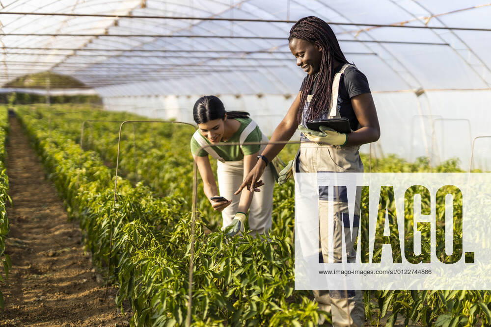 IMAGO Creative: Klimawandel - Zukunft und Innovation Female farmer pointing while coworker using smart phone at greenhouse model released Symbolfoto property released OIPF01053