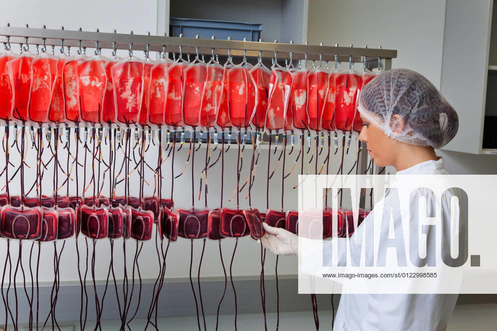 A doctor examines the donated blood in the blood laboratory Health and prevention McPBBO McPBBO