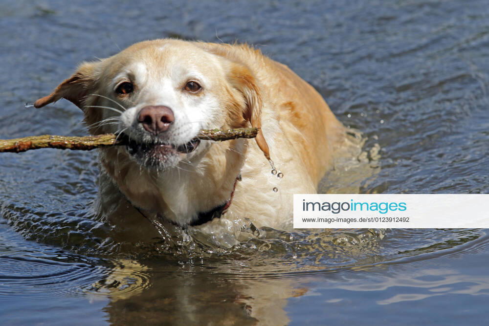 Cooling off for dogs in the water A retriever swims in the water with a twig in the heat