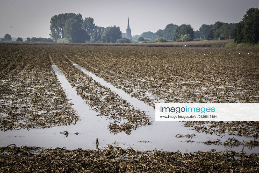 LOTTUM Drowned potatoes on a flooded field in Limburg Due to the floods and heavy rainfall, several crops of farmers have failed ANP VINCENT JANNINK