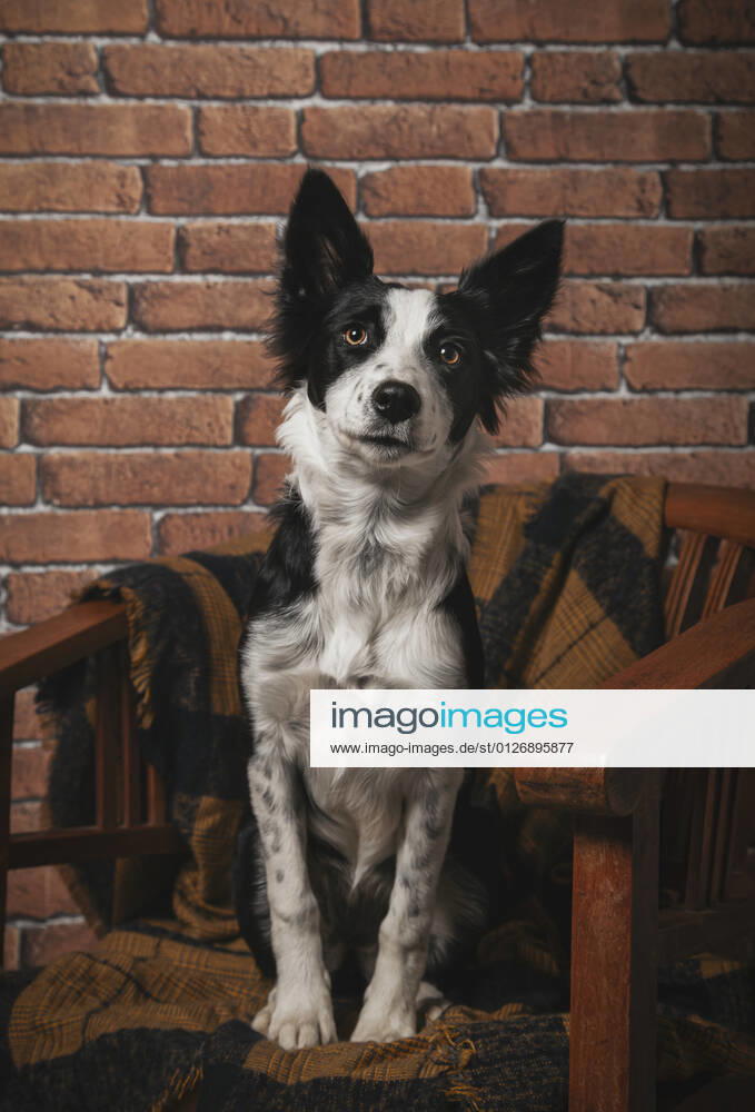 Young border collie puppy sitting on a chair indoors Barcelona, Catalonia, Spain CR_AULNOK210721-797808-01