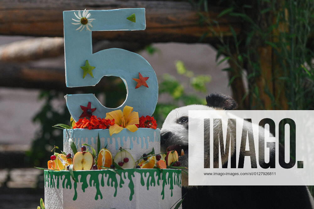 (210731) -- MOSCOW, July 31, 2021 -- Giant panda Ru Yi takes a bite of its birthday cake at the Moscow Zoo in Moscow, capital of Russia, July 31, 2021. The Moscow Zoo celebrated birthday for giant panda Ru Yi that arrived from China in 2019 for a 15-year scientific program. Evgeny Sinitsyn) RUSSIA-MOSCOW-PANDA-BIRTHDAY-CELEBRATION BaixXueqi