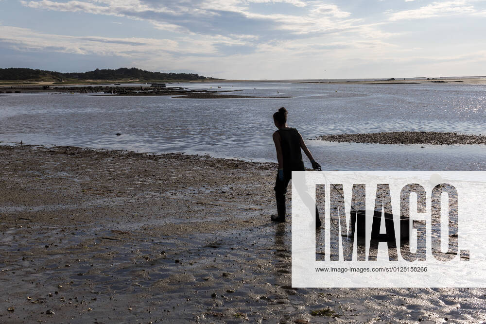IMAGO Creative: Nächste Generation, Sozial- und klimabewusst Female oyster picker dragging crate along beach in Wellfleet, MA Wellfleet, MA, United States CR_JUCU210212A-602084-01 ,model released, Symbolfoto