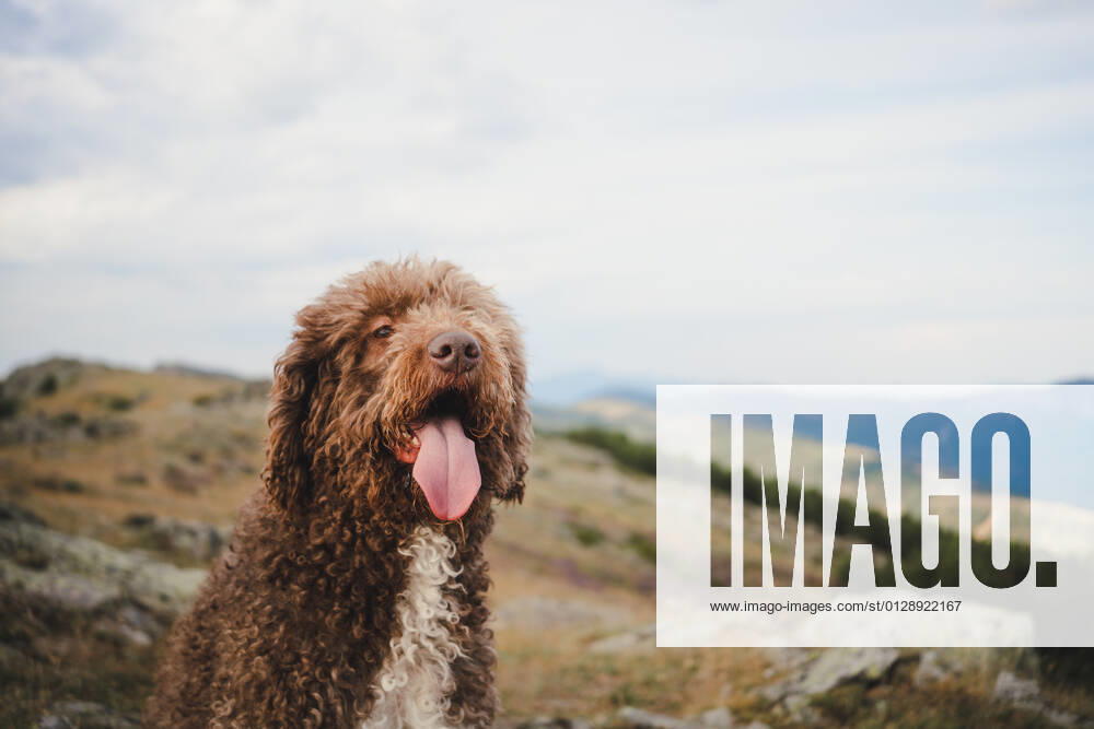 Cute Labradoodle dog with white and brown fur sitting with tongue out on hill in highlands MiguelPalomo_WomanWithDog_3.jpg