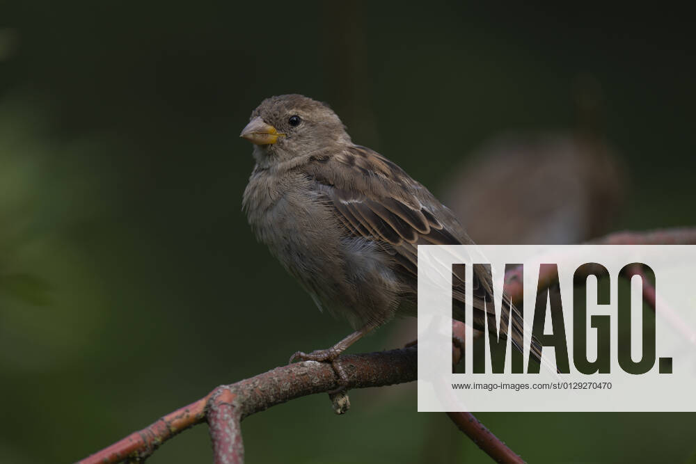 A Tree Sparrow Passer montanus or Field Sparrow on a branch in Berlin Friedrichsfelde Photo Volker Hohlfeld Field Sparrow