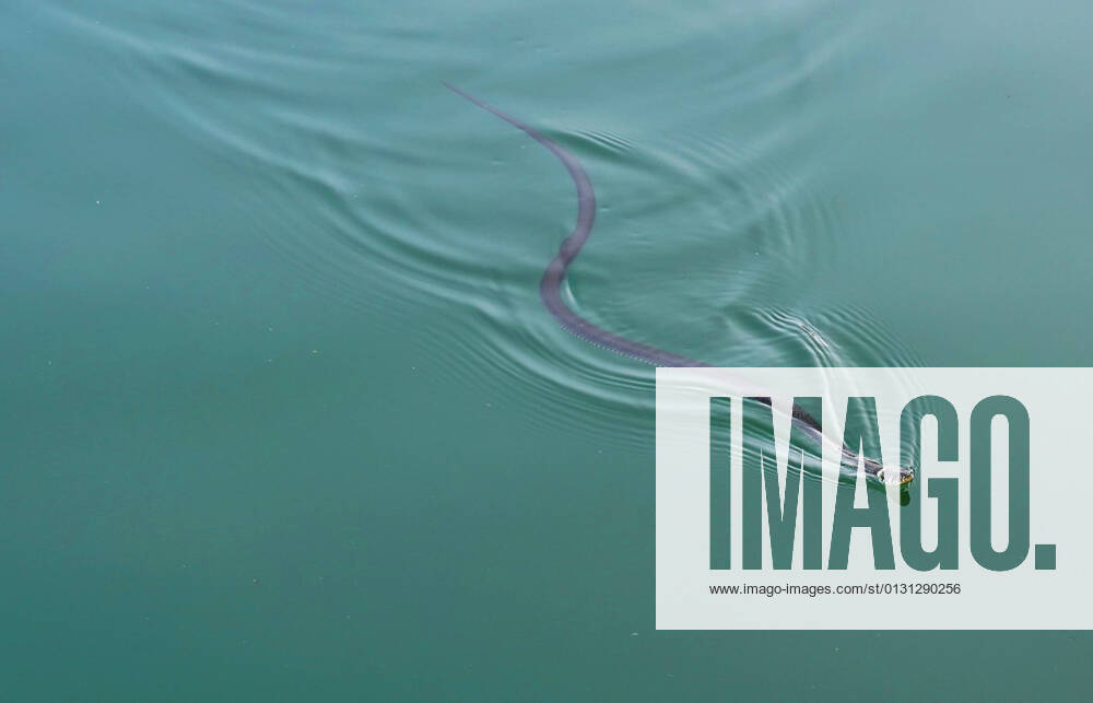 Grass snake GER, 20210822 Symbolic image, Swimming grass snake