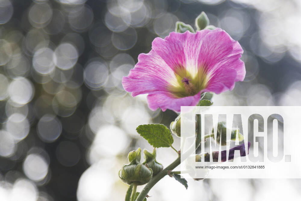 Stockrose, Stock-Rose, Stockmalve, Stock-Malve, Halsrose, Hals-Rose, Brandrose, Brand-Rose (Alcea rosea, Althaea rosea), Bluete mit Lichtreflexen, Deutschland, Mecklenburg-Vorpommern, Ruegen hollyhock (Alcea rosea, Althaea rosea), flower with light refections, Germany, Mecklenburg-Western Pomerania, Ruegen BLWS651297