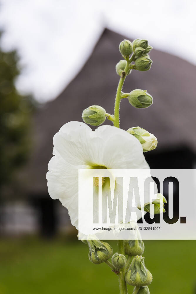 Stockrose, Stock-Rose, Stockmalve, Stock-Malve, Halsrose, Hals-Rose, Brandrose, Brand-Rose (Alcea rosea, Althaea rosea), weisse Bluete, Deutschland, Mecklenburg-Vorpommern, Ruegen hollyhock (Alcea rosea, Althaea rosea), white flower, Germany, Mecklenburg-Western Pomerania, Ruegen BLWS651328