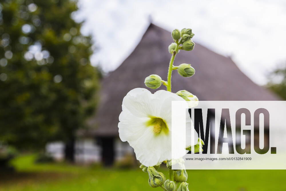 Stockrose, Stock-Rose, Stockmalve, Stock-Malve, Halsrose, Hals-Rose, Brandrose, Brand-Rose (Alcea rosea, Althaea rosea), weisse Bluete, Deutschland, Mecklenburg-Vorpommern, Ruegen hollyhock (Alcea rosea, Althaea rosea), white flower, Germany, Mecklenburg-Western Pomerania, Ruegen BLWS651329