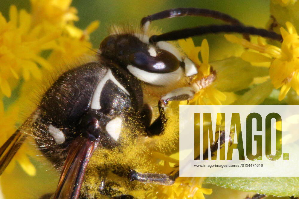 Bald-faced Hornet Bald-faced hornet (Dolichovespula maculata) in Toronto, Ontario, Canada, on September 11, 2021. Toronto ONTARIO Canada friedman-baldface210911_npiIY