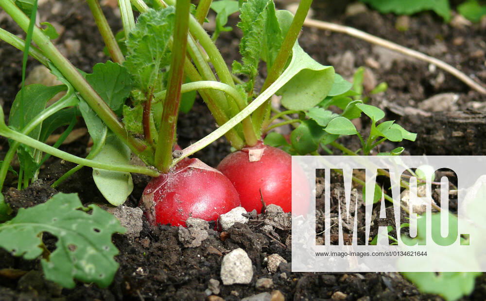 Radish,vegetable garden,radishs,vegetable gardens ifo-fuj