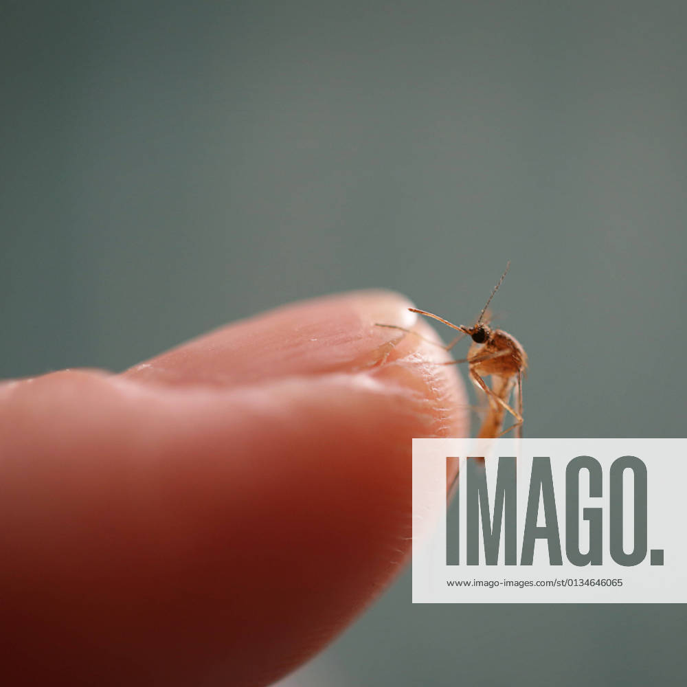 Mosquito,mosquitos,gnat,midge o1k-gh8