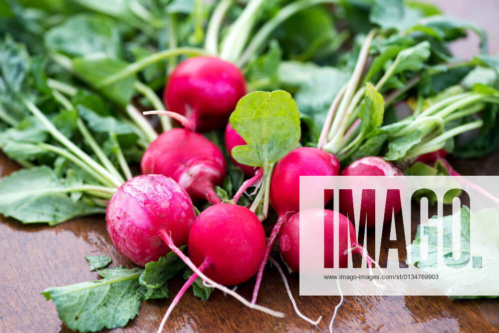Radish,radishs 3ro-fo7