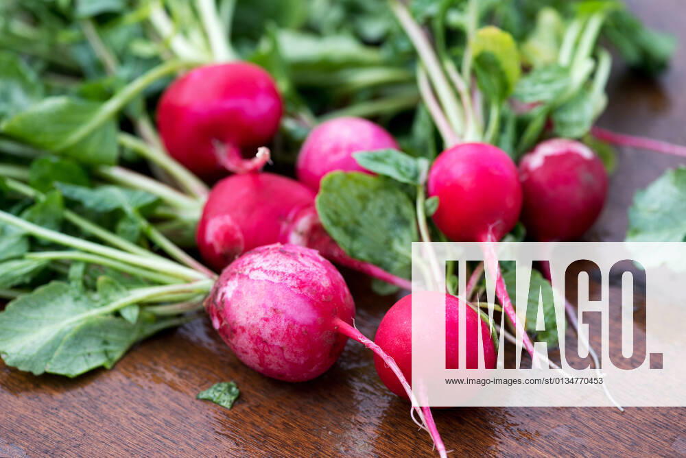 Radish,radishs 3ro-fs8