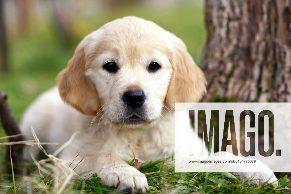 Puppy,golden retriever,puppies,golden retrievers 3ro-h5z