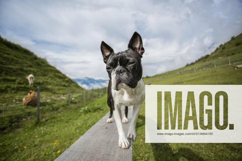 IMAGO Creative: Sommer, In den Bergen Boston Terrier in the Austrian Alps, 11.10.2020,