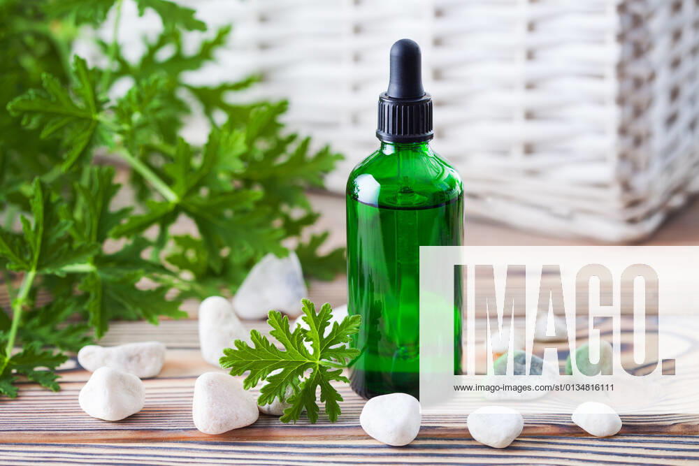 Herb,essential oil,geranium,herbs,essential oils,geraniums ghg-kvh