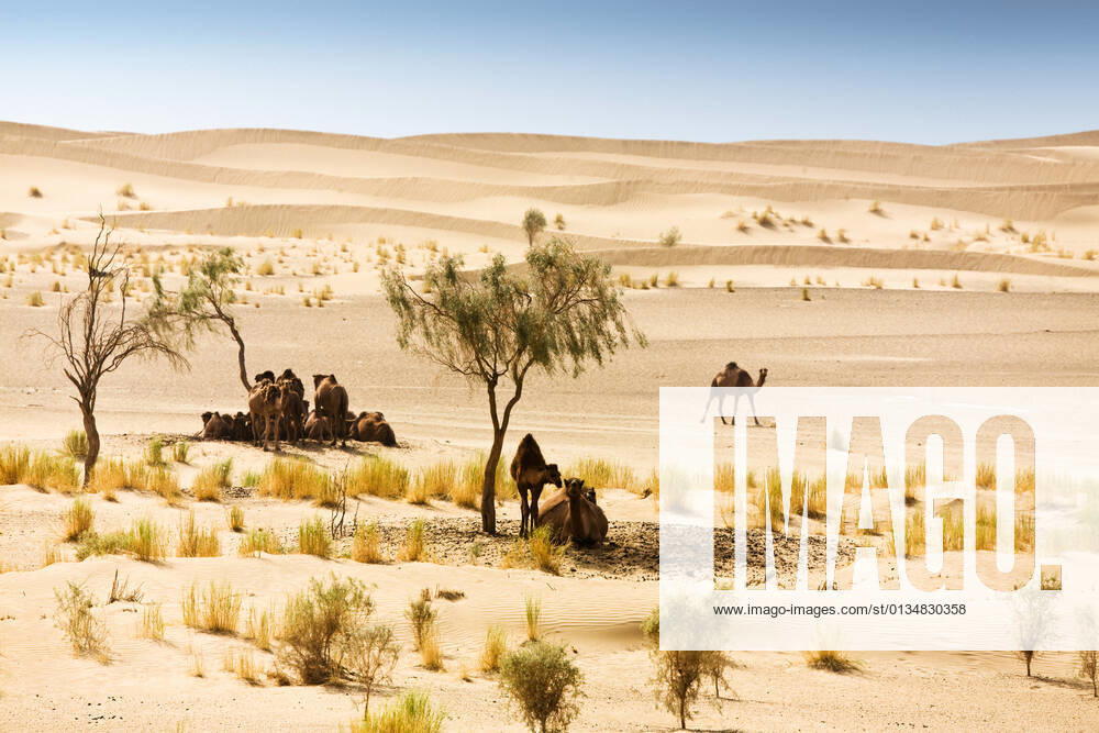 Camels sheltering under trees in desert, 06.04.2009,