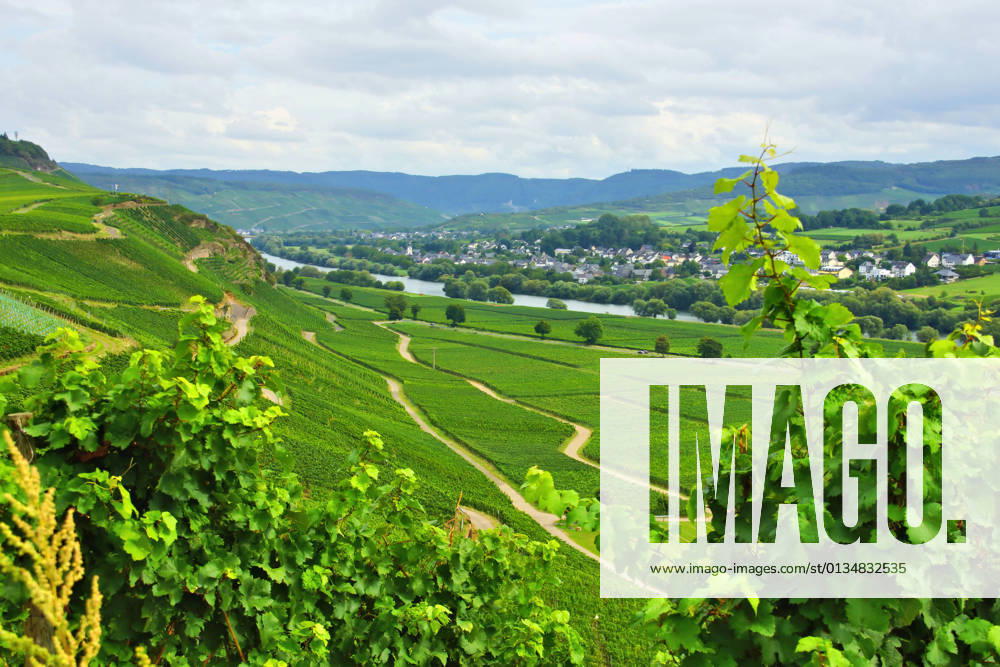 Vineyard,viticulture,vineyards,viticultures iq1-ir3
