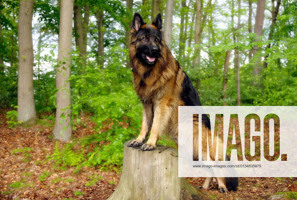 Sheepdog,german shepherd,sheepdogs,german shepherds j0a-fze