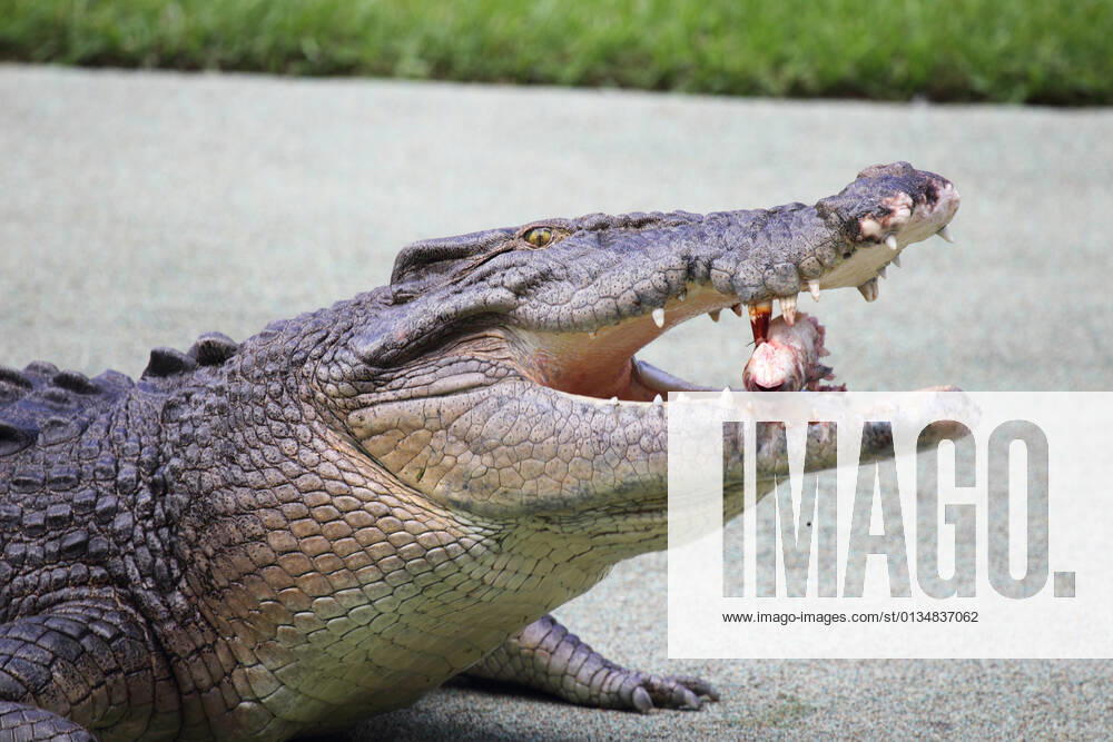 Feeding,crocodile,saltwater crocodile,feed,feedings,alligator,alligators,crocodiles,crocodylus porosus,estuarine crocodile,indo-pacific crocodile,marine crocodile,saltie,sea-going crocodile j0w-gfk
