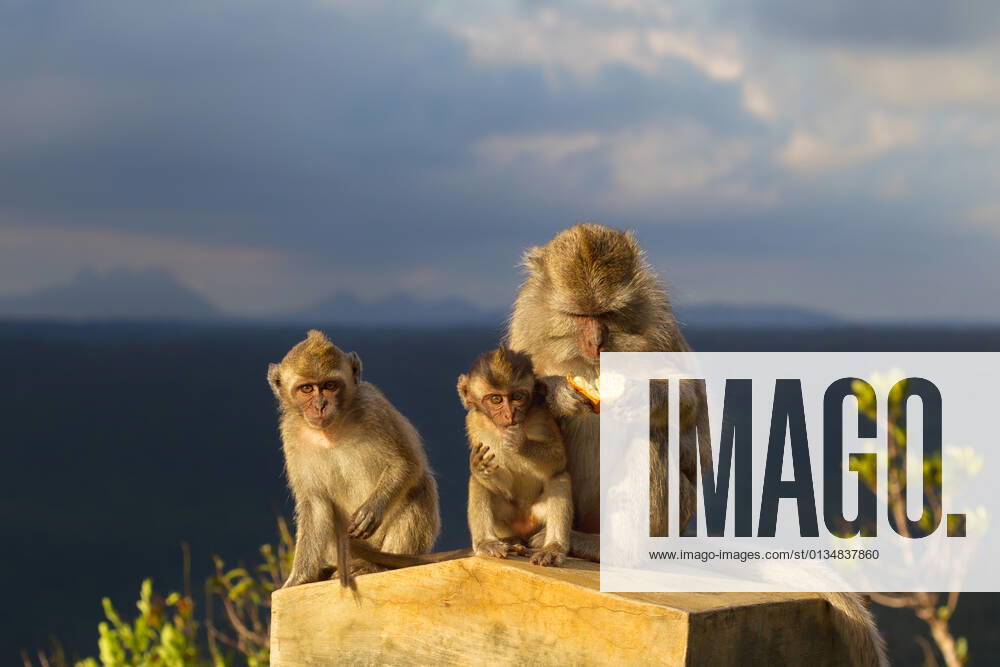 Animal family,monkey,crab eating macaque,animal families,monkeys,primates,crab-eating macaques,cynomolgus monkey,long-tailed macaque,philippine monkey j0w-hlp