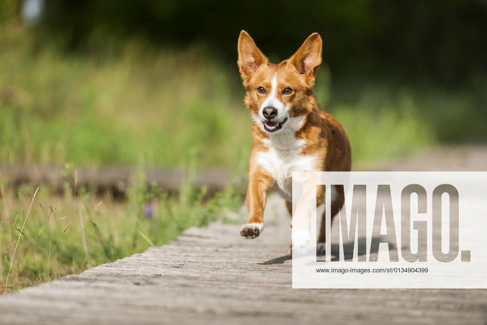 Running,welsh corgi pembroke,jogging,run lj3-i82